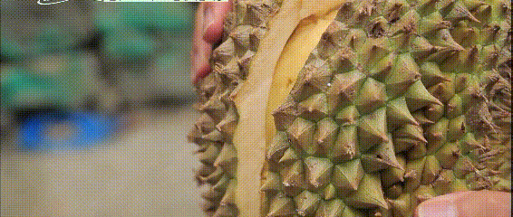 악마의 과일이라고 불리는 두리안.gif | 인스티즈