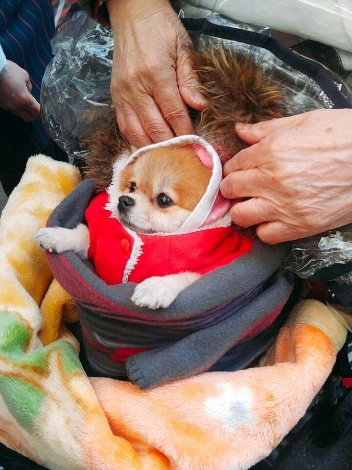 다리아픈 댕댕이를 유모차에 태워다니시는 할머니 | 인스티즈