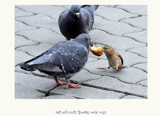 불호 100％에 도전하는 조류.jpg | 인스티즈