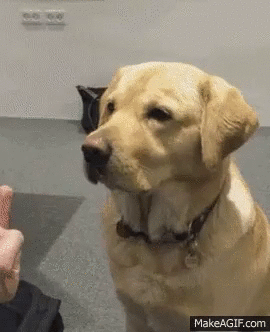 댕댕이와 야옹이의 반응 비교.gif | 인스티즈