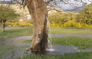 지하수가 나무 사이로 용출해서 벌어지는 현상 | 인스티즈