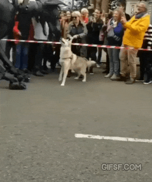 로봇댕댕이와 댕댕이 | 인스티즈