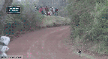 댕댕이 큰일날뻔 | 인스티즈