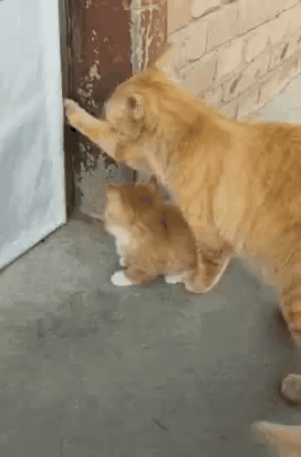 고양이의 모성애 | 인스티즈