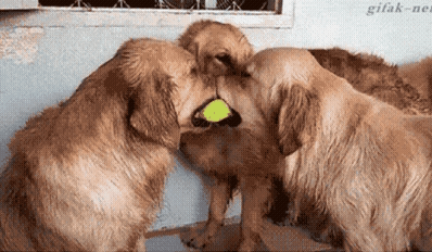 눈치없는 댕댕이 | 인스티즈