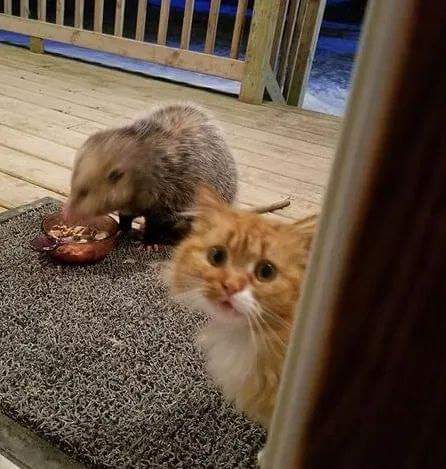 주머니쥐한테 먹이뺏기는 고양이 | 인스티즈