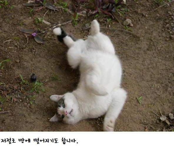 고양이나무에서 열리는 고양이 - 인스티즈(instiz) 이슈 카테고리