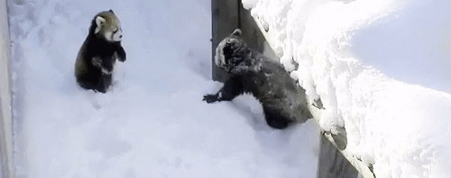 랫서팬더가 상대를 위협하는 방법.jpg | 인스티즈