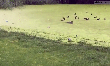 거하게 착각한 댕댕이.gif | 인스티즈