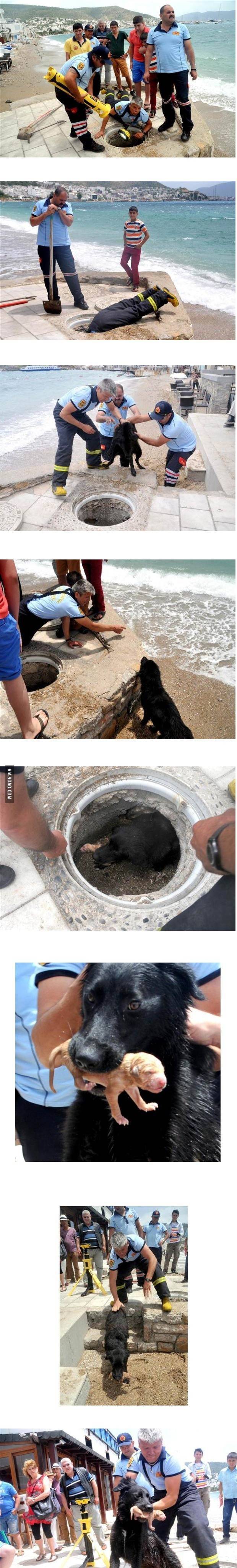 배수구에 빠진 갓태어난 강아지를 구조대원들이 못들어가자 구조견에게 지시해서 꺼내는 장면 | 인스티즈
