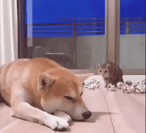 시바견 암살 시도하는 냥이.gif | 인스티즈