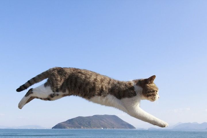 점프하는 고양이 사진을 모은 나는 고양이 사진집 | 인스티즈