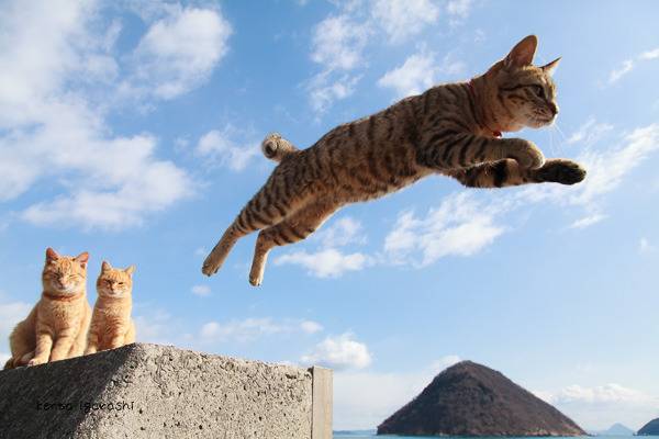 점프하는 고양이 사진을 모은 나는 고양이 사진집 | 인스티즈