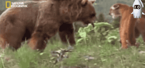 새끼 퓨마를 사냥하려는 회색곰.jpg | 인스티즈