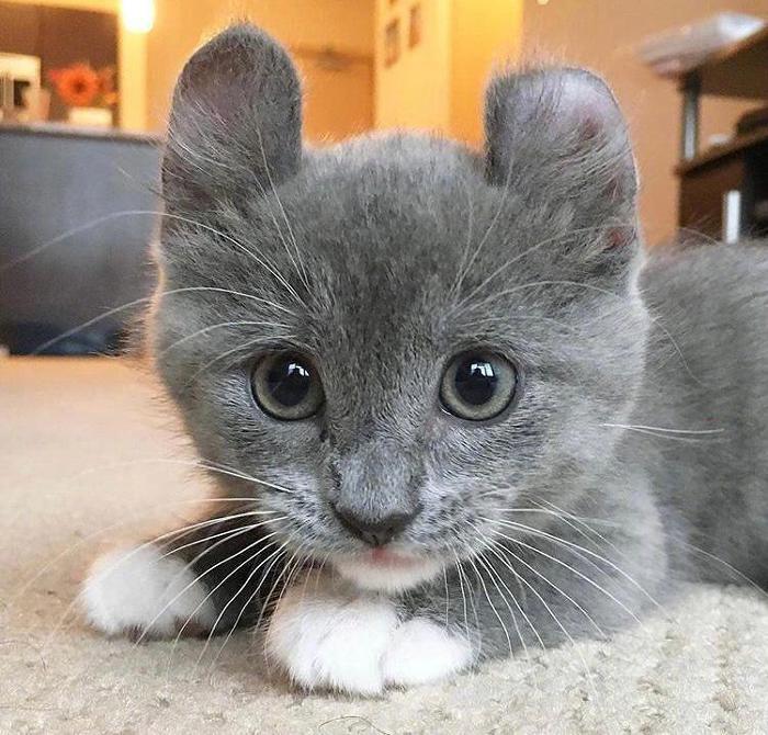 곰돌이 귀를 가진 신기한 고양이 | 인스티즈