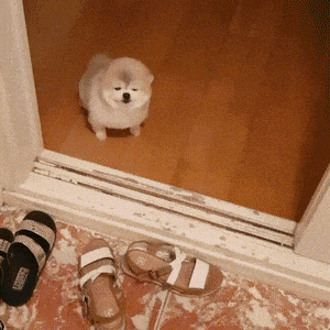 입맛 다시는 맹견 | 인스티즈