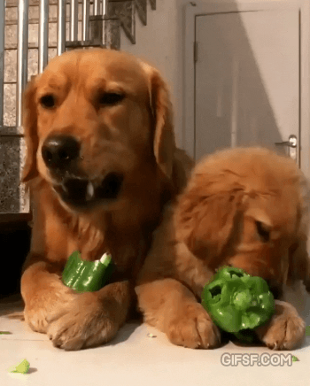 피망 먹는 댕댕이.gif | 인스티즈