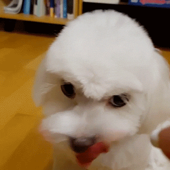 귀여운 박성광 댕댕이 | 인스티즈