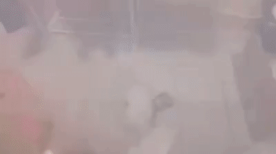 안자고 놀다가 들킨 댕댕이.gif | 인스티즈