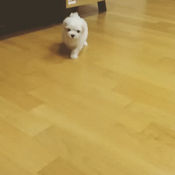 귀여운 박성광 댕댕이 | 인스티즈