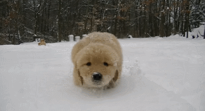 눈에서 뛰어노는 리트리버들 | 인스티즈