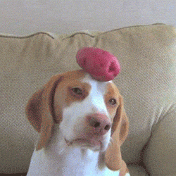 주인이 이상하다 | 인스티즈