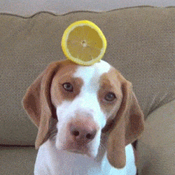 주인이 이상하다 | 인스티즈