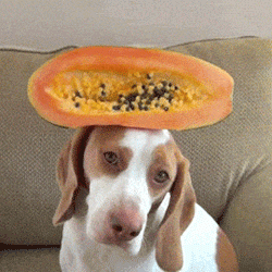 주인이 이상하다 | 인스티즈