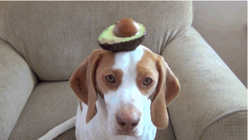 주인이 이상하다 | 인스티즈