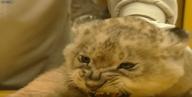 까칠한 애기사자.gif | 인스티즈