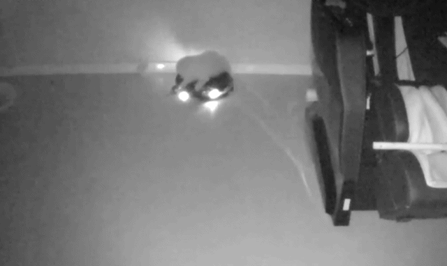 주인이 잠든밤 댕댕이는.GIF | 인스티즈