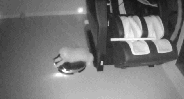 주인이 잠든밤 댕댕이는.GIF | 인스티즈