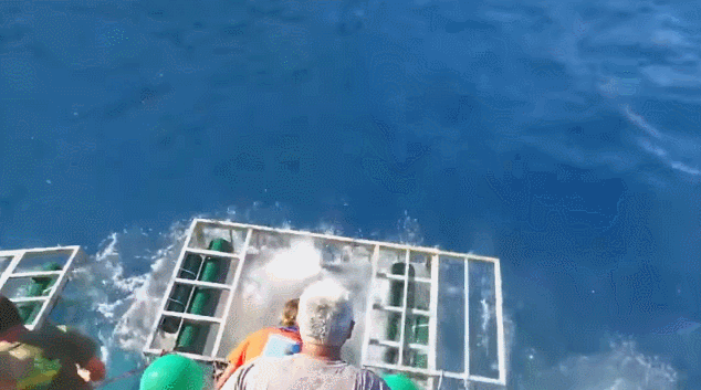 상어 체험용 철장이 안전하지 않은 이유.gif | 인스티즈