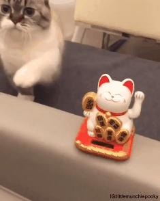 귀여운 고양이.gif | 인스티즈