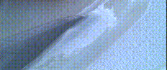 제주 한치회 무침 | 인스티즈