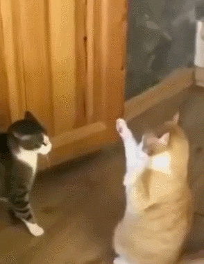 알 수 없는 고양이의 행동들 | 인스티즈