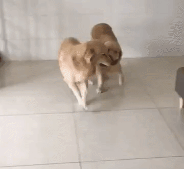 슬리퍼를 좋아하는 리트리버.gif | 인스티즈