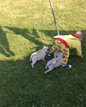 주인의 걸음마를 돕는 강아지들.gif | 인스티즈