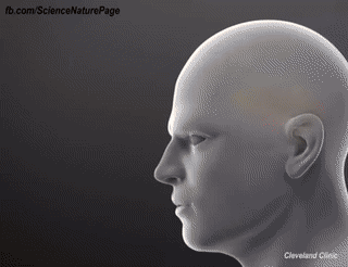 뇌종양 수술과정 | 인스티즈