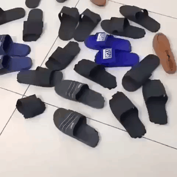 슬리퍼를 좋아하는 리트리버.gif | 인스티즈