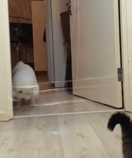 개와 고양이의 차이 | 인스티즈