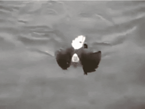 사냥하다 물에 빠진 독수리.gif | 인스티즈