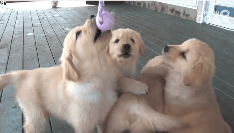 사이좋은 댕댕이들.gif | 인스티즈