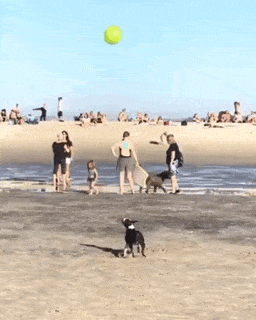 공놀이 좋아하는 댕댕이 | 인스티즈