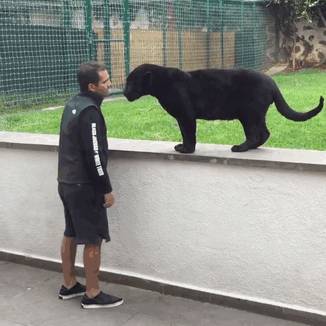 달려드는 재규어ㄷㄷㄷ.jpg | 인스티즈