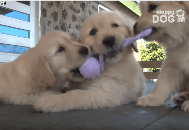 사이좋은 댕댕이들.gif | 인스티즈