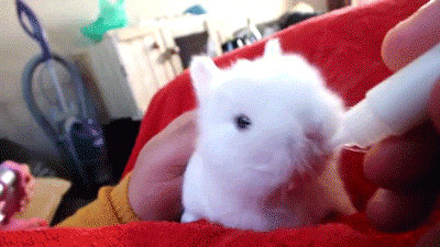 우유먹는 아기토끼 | 인스티즈