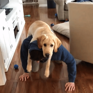 주인님이 너무 좋은 댕댕이들.gif | 인스티즈