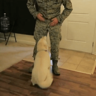 주인님이 너무 좋은 댕댕이들.gif | 인스티즈