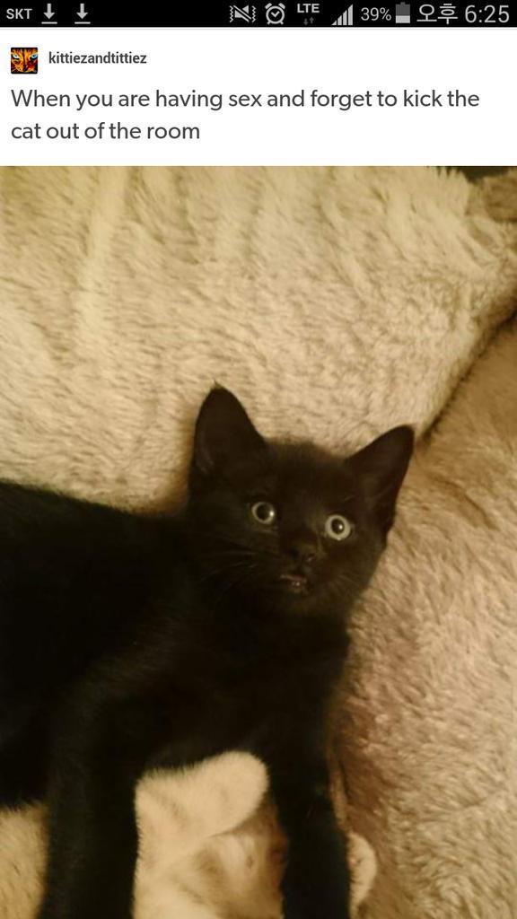 섹스하기전에 고양이 내보내는걸 깜빡했다 | 인스티즈